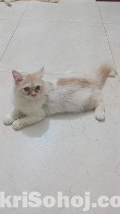 Parsian Cat